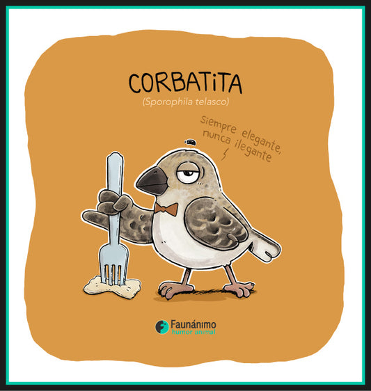 Corbatita (Sporophila telasco)